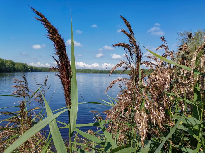 On the shore - My, Mobile photography, Huawei mate 20, Nature