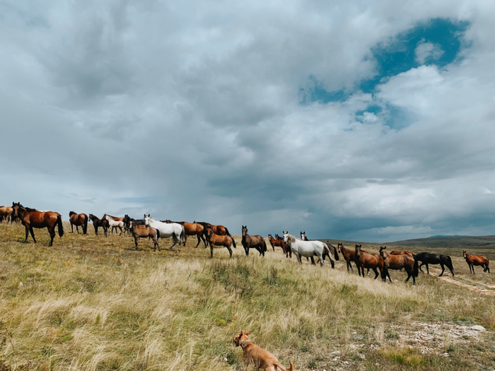 Gathering a herd on the plateau of Mount Demerdzhi, the Karabi Yayla tract, Crimea. - My, Crimea, Native open spaces, iPhone XR, Beginning photographer, Herd, Mobile photography, Longpost, Horses