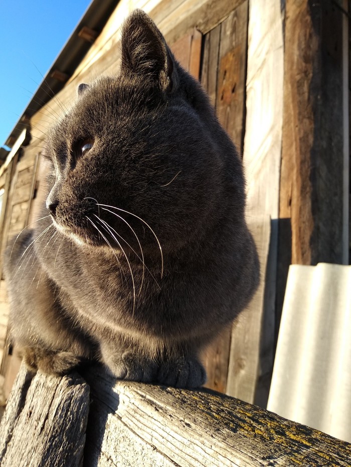 Уличный кот,но не Боб. - Моё, Кот, Хочу быть котом, Котомафия, Видео, Длиннопост