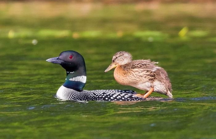 Duckling adopted by loons - Biology, The science, Ornithology, Adoption, Copy-paste, Elementy ru, Video, Longpost