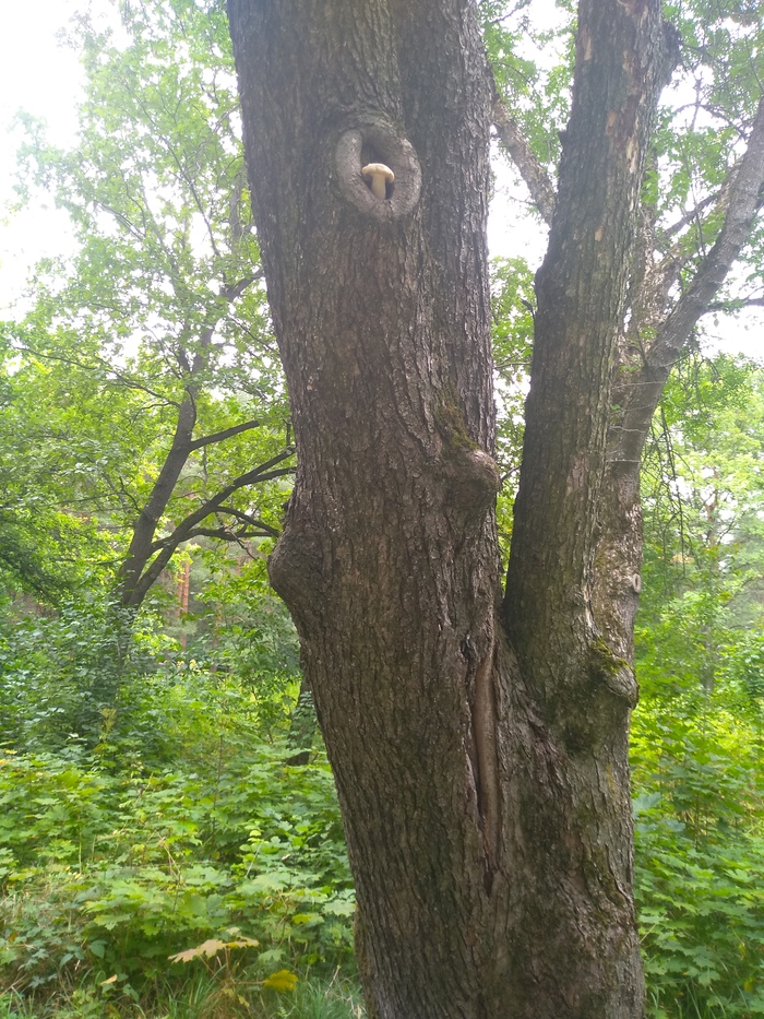 I sit high, I look far away - Mushrooms, Peterhof, Longpost