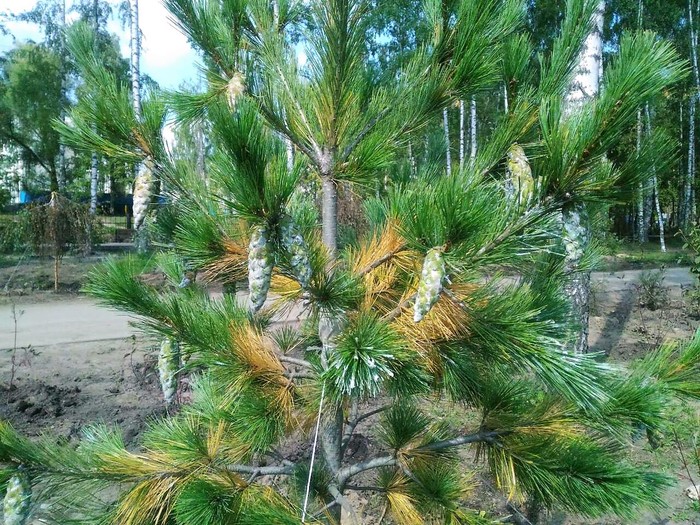 Pine indeterminate - My, Plants, , Pine, Cones, Longpost, Conifers