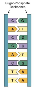 About dogmas in biology - My, The science, Biology, Molecular biology, DNA, Protein, Introduction, Longpost