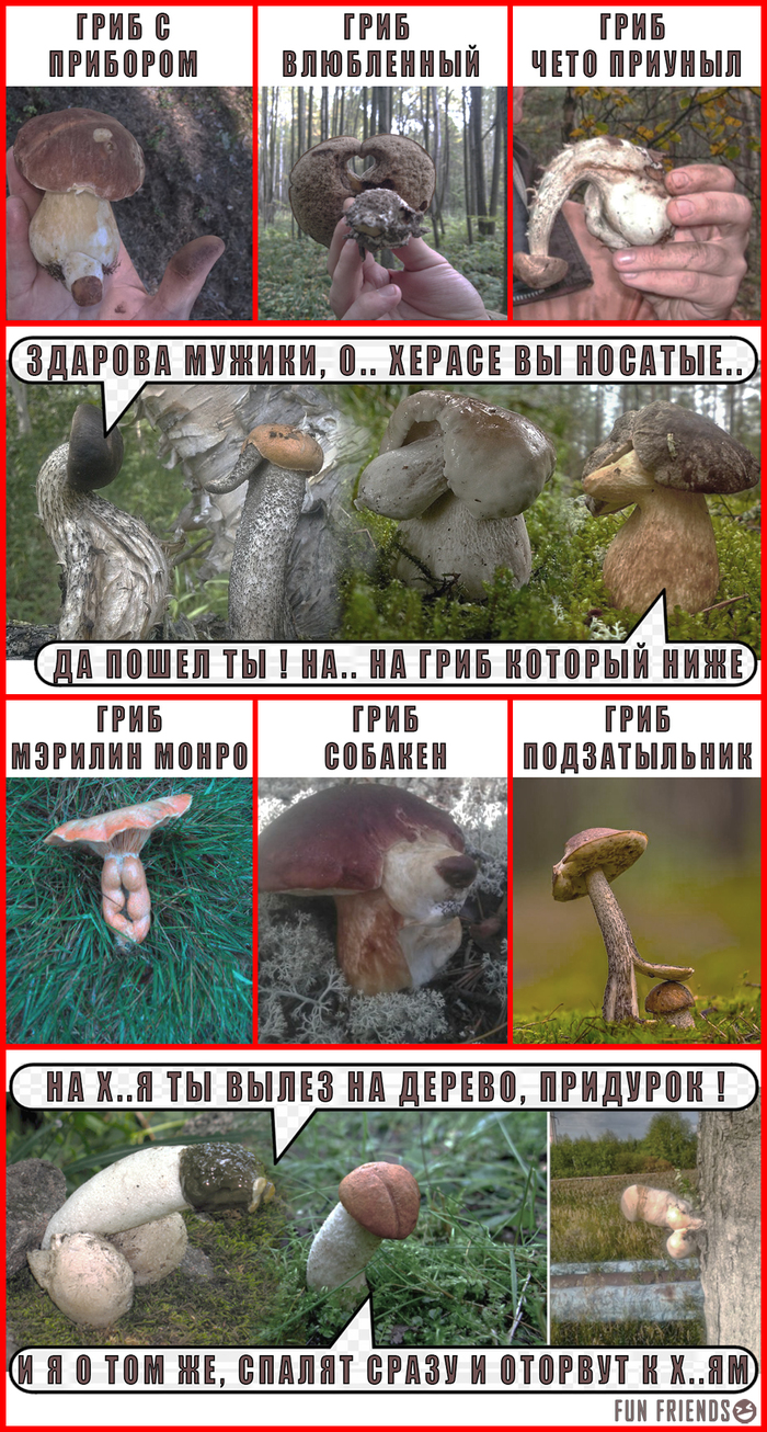 Мемы про грибы