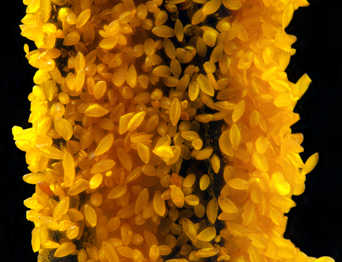 Lily stamen anther with pollen - My, Macro, Macro photography, The photo, Lily, Flowers, Stamen, Pollen, 