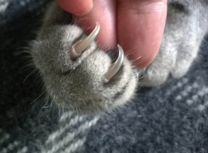 Бархатная кошачья лапа