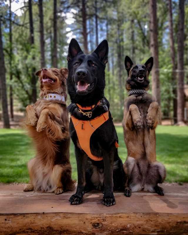 Photos with friends.. - Dog, Nature, Walk, Border Collie, Malinois