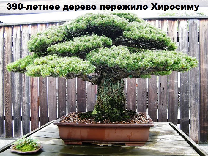 Such a different bonsai - Bonsai, Interesting, Longpost