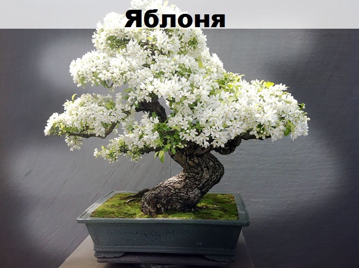 Such a different bonsai - Bonsai, Interesting, Longpost