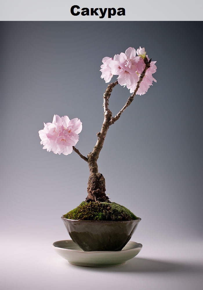 Such a different bonsai - Bonsai, Interesting, Longpost