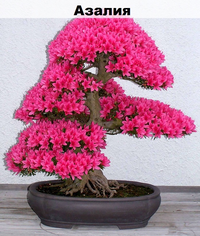 Such a different bonsai - Bonsai, Interesting, Longpost