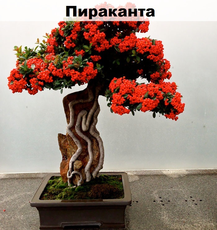 Such a different bonsai - Bonsai, Interesting, Longpost