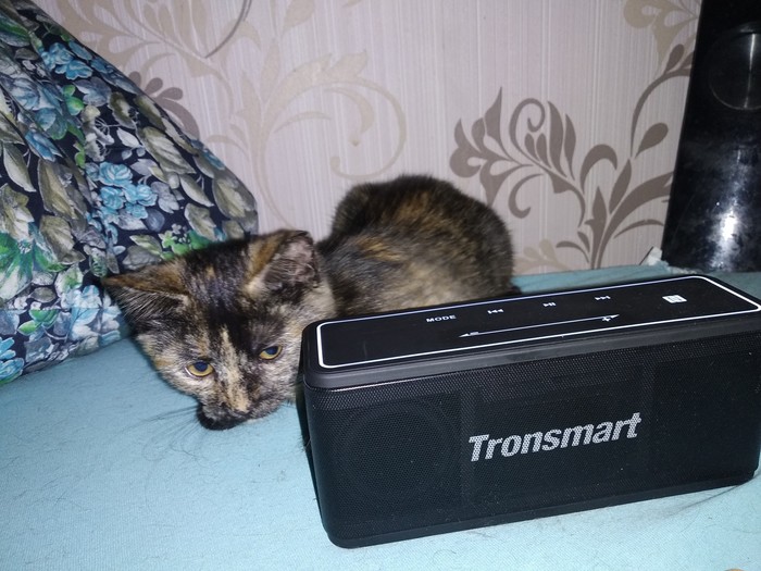 They don't let me listen to music :( - My, Kus, cat, Portable speaker, Longpost