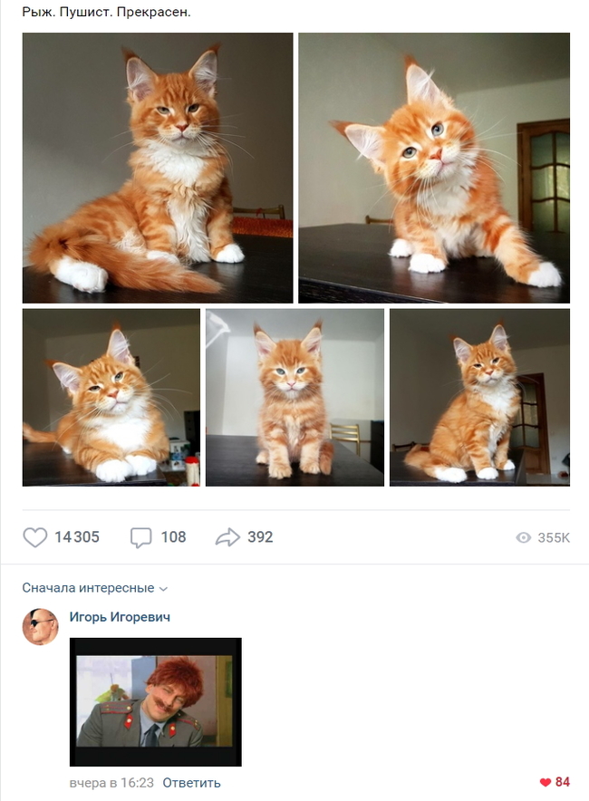 Red, fluffy, beautiful. - cat, Maine Coon, Redheads, Beware of Modern, Edward, Screenshot, In contact with
