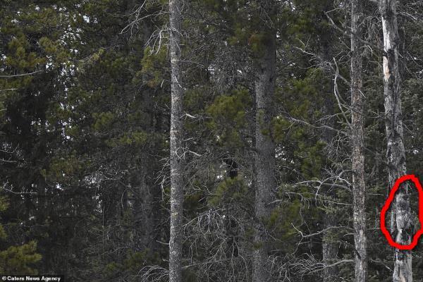 1566644474137058959 для чего нужны щупальца