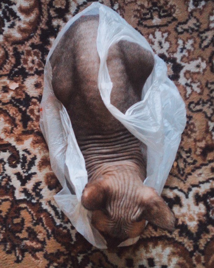 Наверное немного странно, что моя кошка любит залкзать в пакеты