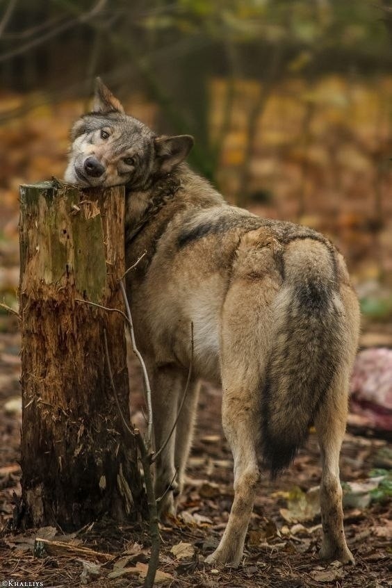 Волк - дикое и опасное животное, которое невозможно приручить - Волк, Смешные животные, Длиннопост