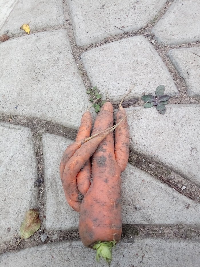 High five - My, Carrot, Harvest