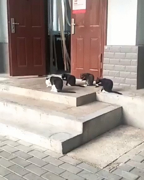 Синхронное умывание Кот, Котомафия, Животные, Умывание, Гифка