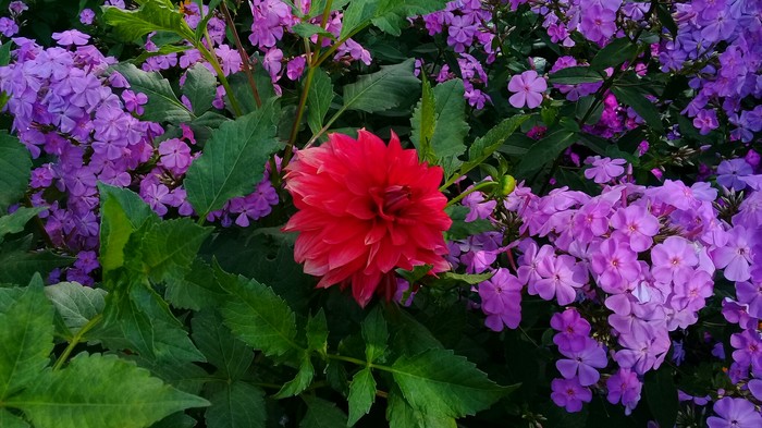 Dahlia - Summer Finalist - My, Dahlias, Flowers