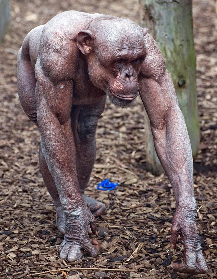 Musculature of a bald chimpanzee - Chimpanzee, Muscle, Baldness, Nature, Animals, wildlife