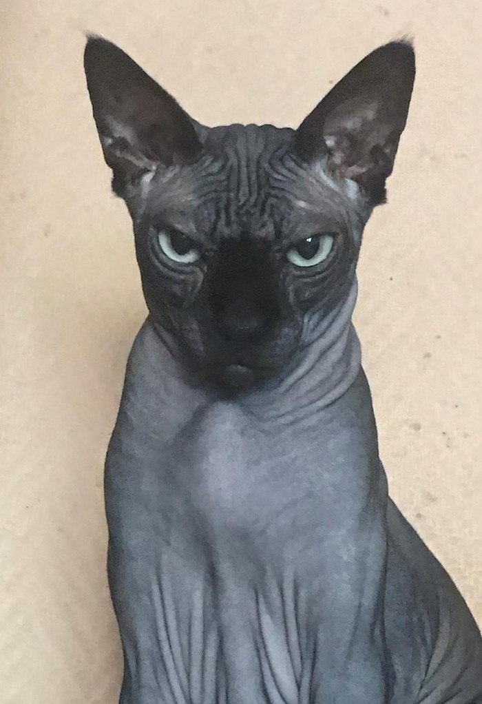 Сегодня мой кот чем-то явно недоволен....