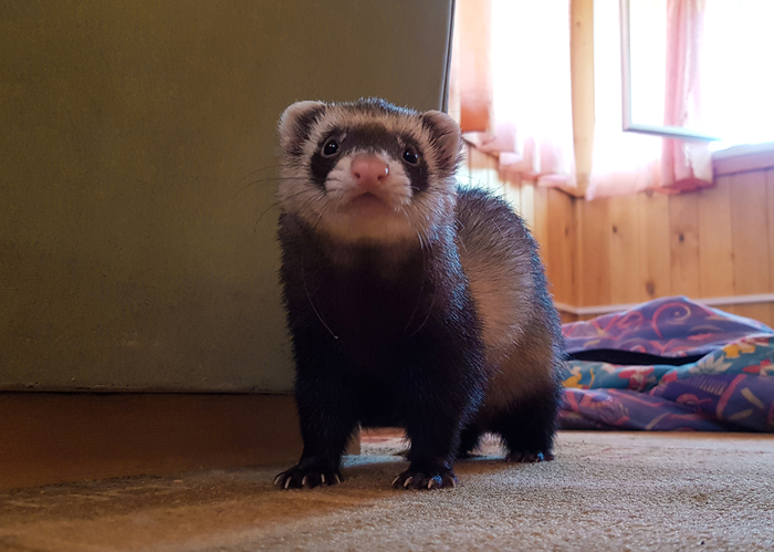 What are you doing here, huh? - My, Ferret, Muzzle, Milota, Animals, Funny animals, Longpost