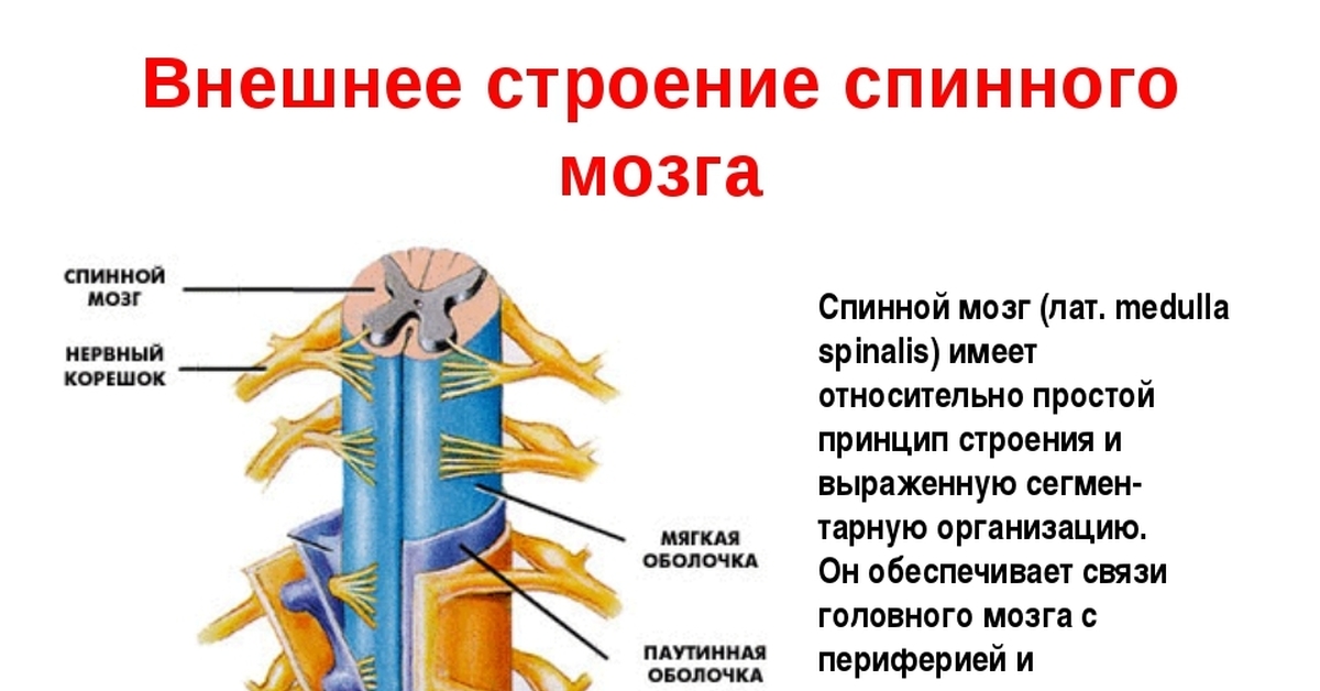 Прямо спинного. Строение нервной системы.спинной мозг 8. Спинной мозг покрыт тремя защитными оболочками. Внешнее строение спинного мозга-оболочки спинного мозга. 3 Оболочки спинного мозга кратко.
