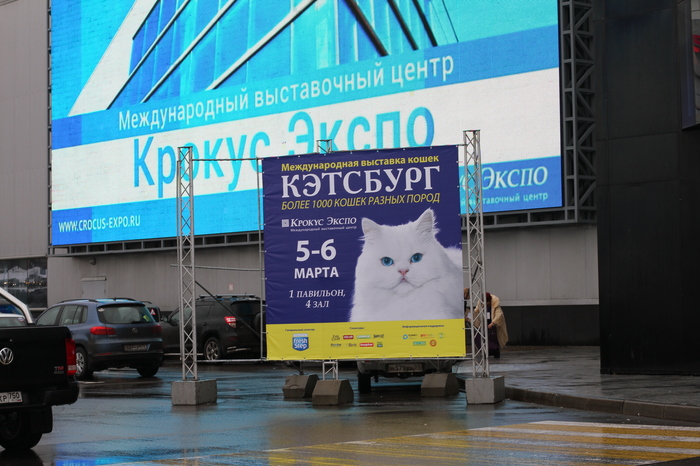 Exhibition Ketsburg.crocus-expo Moscow March 5-6, 2016 - My, Catomafia, cat, Exhibition, Crocus Expo, Moscow, Longpost