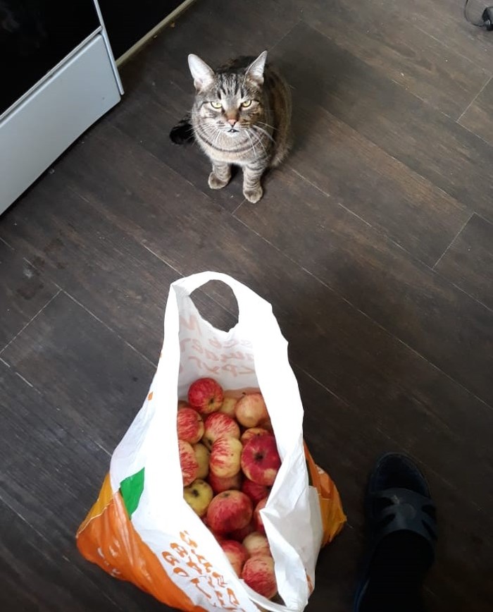 Where is the food? - My, Catomafia, cat