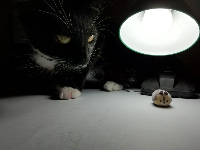 Catolamp - My, cat, Cat with lamp, Pets, The photo