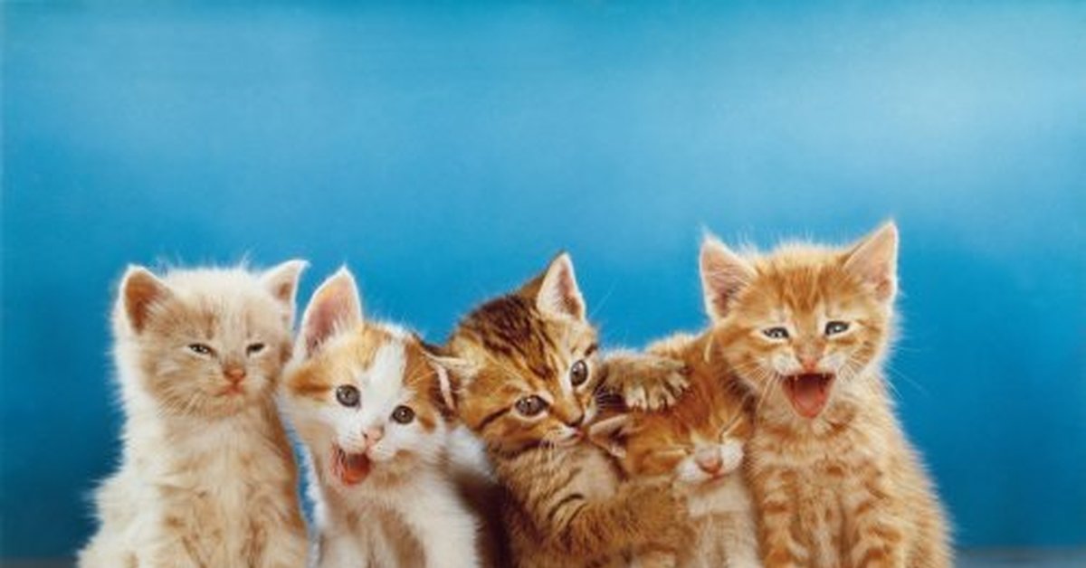 Играть 5 котят. Котята. Четыре котенка. 5 Котят. Изображение 5 котят.