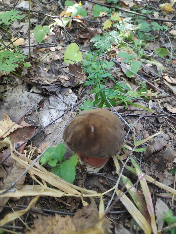 Mushroom weekend. - My, Mushrooms, Silent hunt, Forest, Longpost