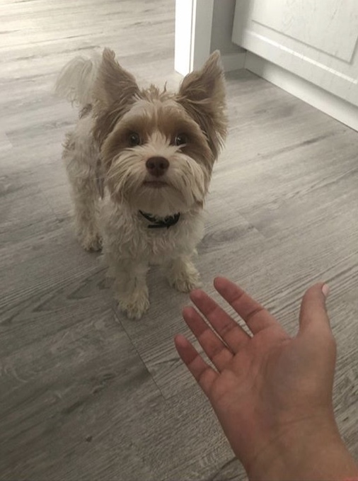 Lost dog, St. Petersburg [Dog found] - Lost, Saint Petersburg, Komendantsky Prospekt, Yorkshire Terrier, The dog is missing, Dog