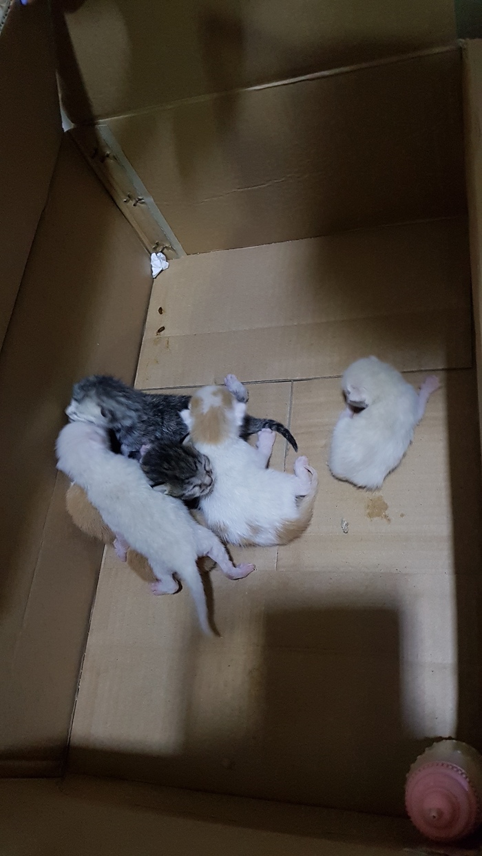 Threw out blind kittens in Tyumen, West Siberian, 2, p. 2 - My, Tyumen, Kittens