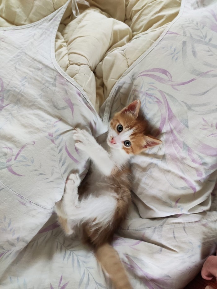 Kitten in good hands. Moscow/Khotkovo - My, In good hands, cat, Looking for a home, Animals, No rating, Moscow, Khotkovo, Longpost