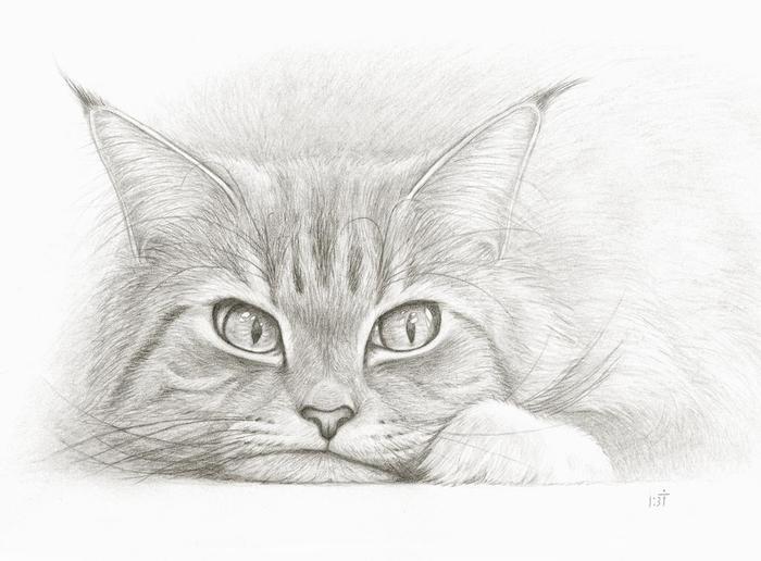 Disgruntled cat - cat, Art, Pencil drawing, Bastet-Mrr