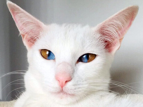 Cat with sectoral heterochromia - cat, Heterochromia, Pets, Longpost