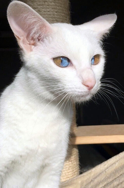 Cat with sectoral heterochromia - cat, Heterochromia, Pets, Longpost