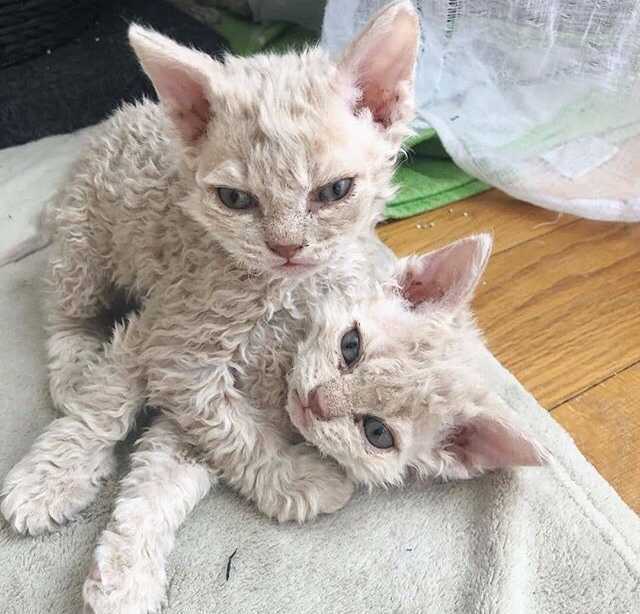 Curly cuties - Selkirk rex, cat, Kittens, Milota, Longpost