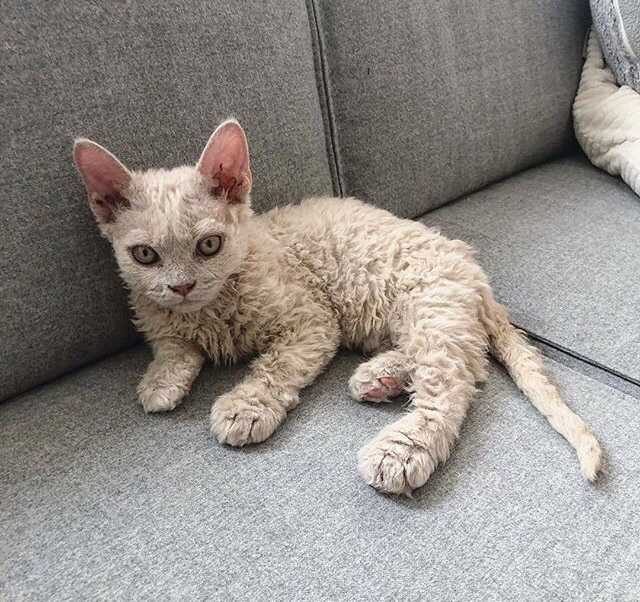 Curly cuties - Selkirk rex, cat, Kittens, Milota, Longpost