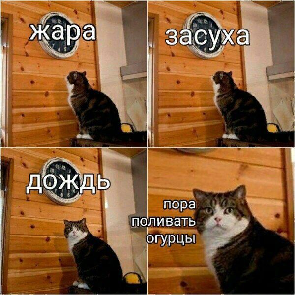 Любые родители летом