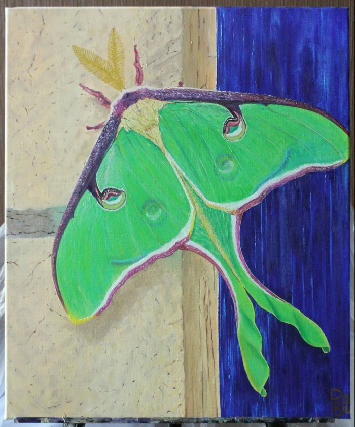Saturnia Moon (Actias Luna) - My, Butterfly, Oil painting, Painting, Butterfly, Insects, Animalistics