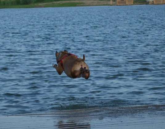 This is a fighting dog, he will eat you at night! - My, Amstaff, Dog, Pets, Animals, Longpost