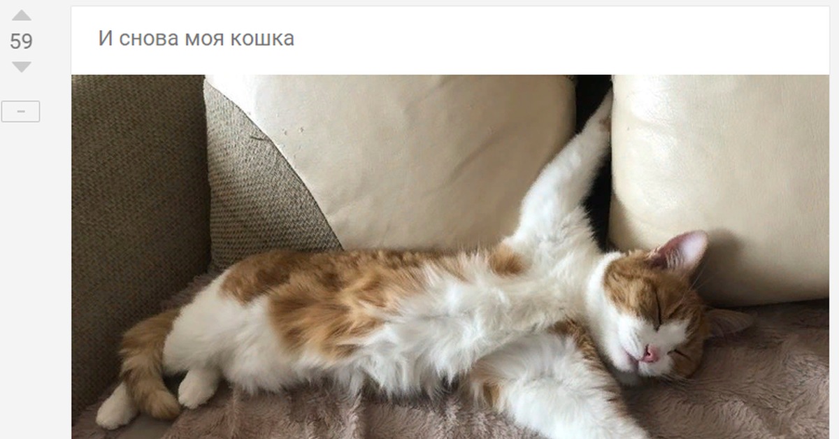 Кошка горячая. Моя кошка. Коты породы пикабу. Моя кошка тайлинг.