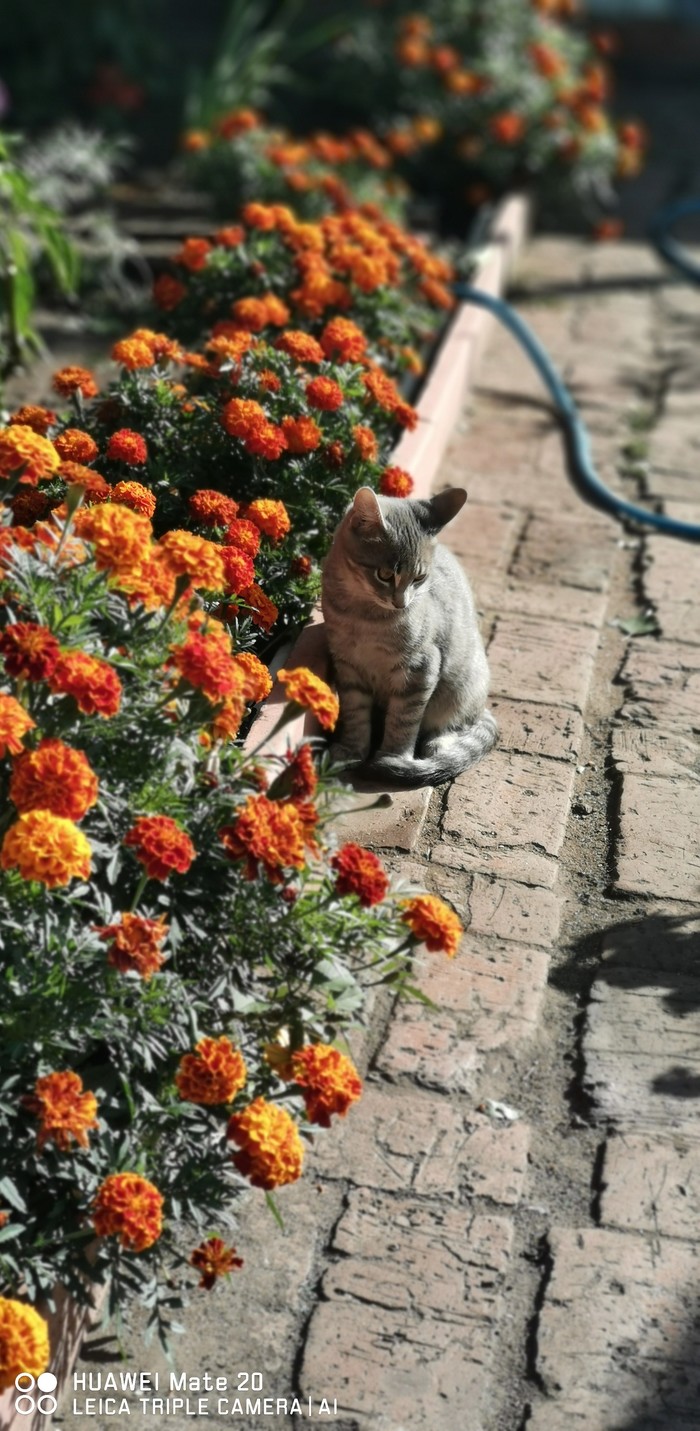 Oh, back to school tomorrow - My, Kittens, Autumn