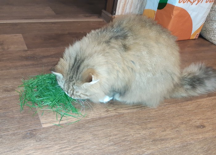 Grass for the cat - My, cat, Grass, Digestion