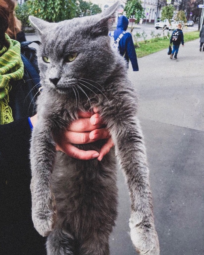 The story of Kathos or how a domestic cat ended up on the street and has been looking for a home for almost a year. - My, Moscow, In good hands, Looking for a home, Catomafia, Moscow region, Russian blue, No rating, Longpost, cat