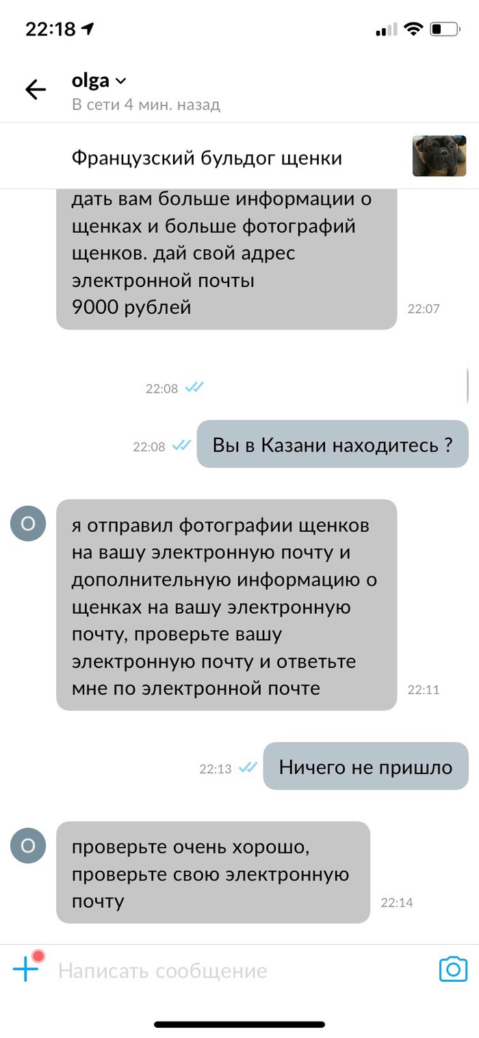 Разводилы на авито - Моё, Собака, Авито, Щенки, Переписка, Мошенничество, Длиннопост