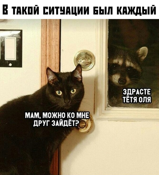 We only have a drink... - Raccoon, Picture with text, cat